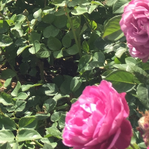 Meet your Posher, Liliana - Picture 1 of 1